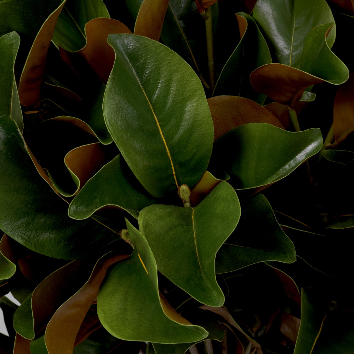 Искусственная зелень Magnolia Leaves, фото 3