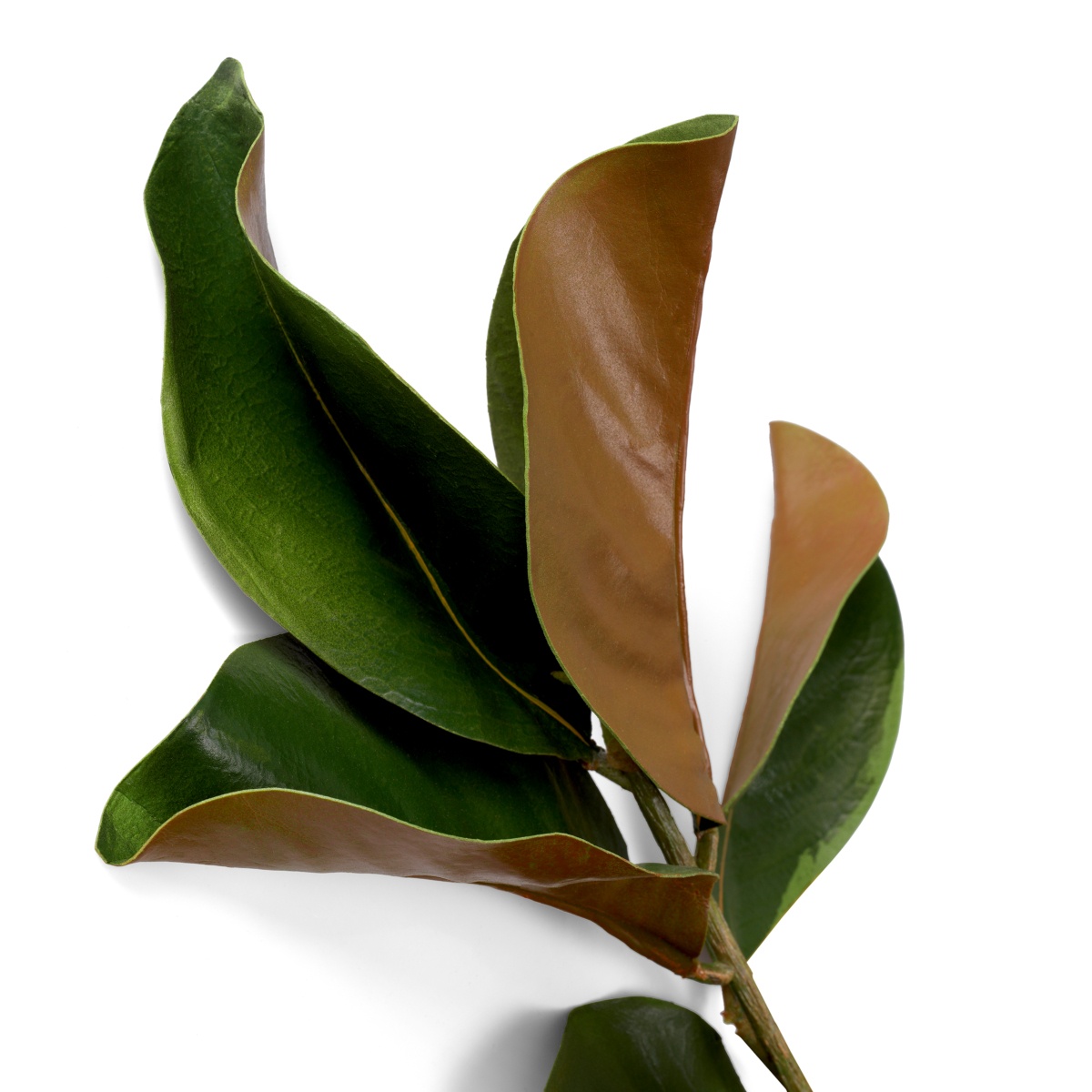 Искусственная зелень Magnolia Leaves, фото 5