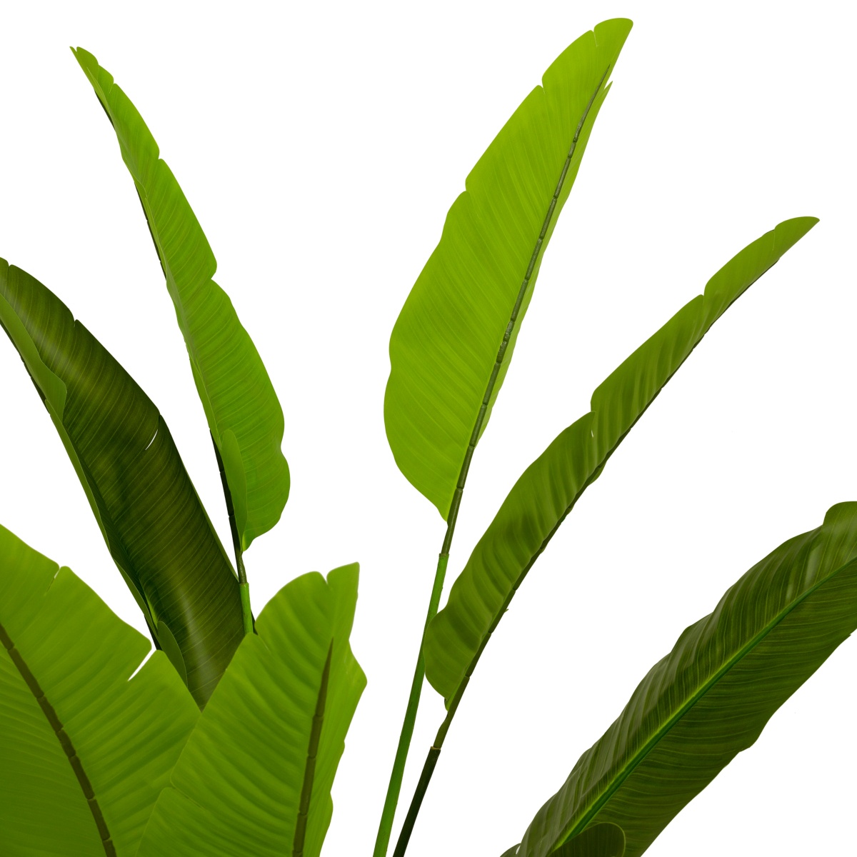 Искусственная зелень Strelitzia, фото 4