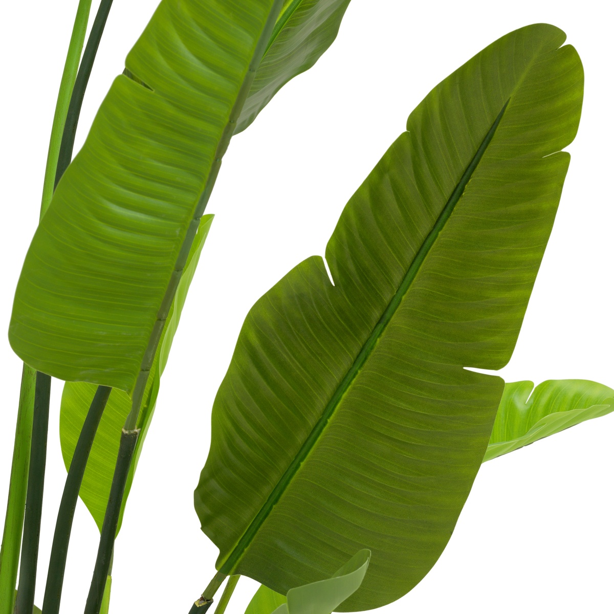 Искусственная зелень Strelitzia, фото 5