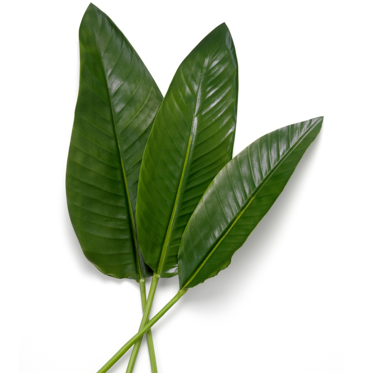 Искусственная зелень Strelitzia Leaves, фото 4